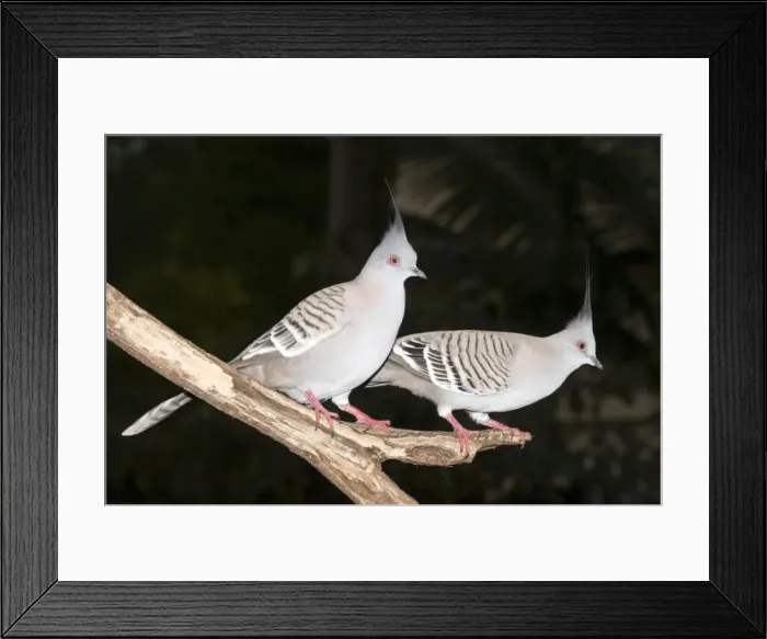 Framed Print : Crested Pigeons - pair wait near a bird feeder for their early morning feed. Once found mainly in the more-arid regions of the Australian outback, this species is now expanding its range towards the coast Framed Print : Crested Pigeons - pair wait near a bird feeder for their early morning feed. Once found mainly in the more-arid regions of the Australian outback, this species is now expanding its range towards the coast