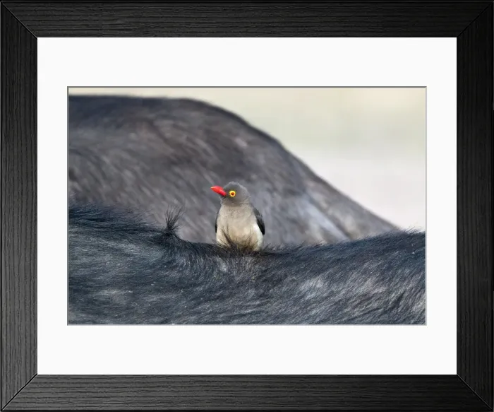 Framed Print : Redbilled Oxpecker - on back of buffalo - Sabi Sands Game Reserve - South Africa Framed Print : Redbilled Oxpecker - on back of buffalo - Sabi Sands Game Reserve - South Africa