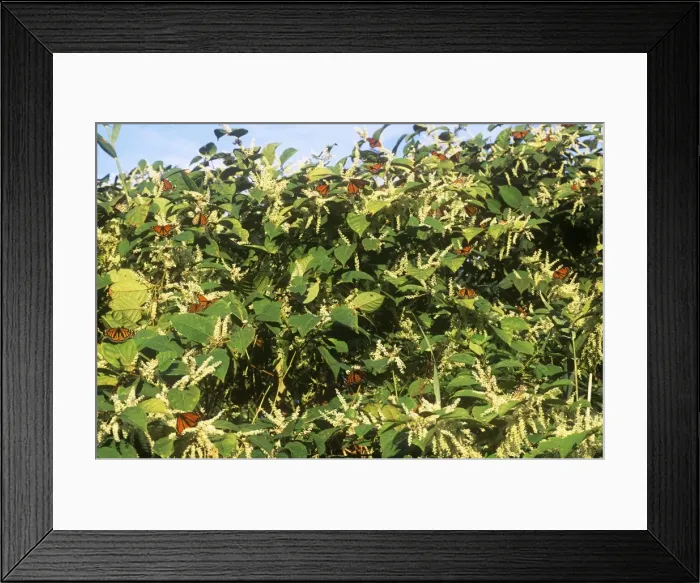 Framed Print : Monarch Butterflies - in migration - feeding - New Haven Connecticut USA Framed Print : Monarch Butterflies - in migration - feeding - New Haven Connecticut USA