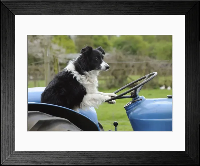Framed Print : DOG. Border collie sitting on tractor Framed Print : DOG. Border collie sitting on tractor