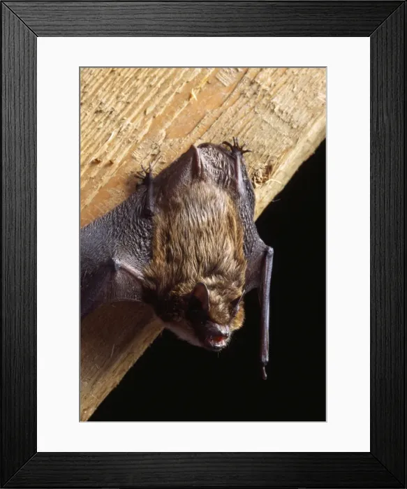 Framed Print : Serotine Bat Framed Print : Serotine Bat