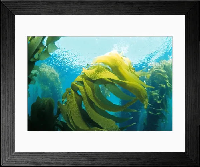 Framed Print : Kelp Forest Seaweed - Channel Islands, California Framed Print : Kelp Forest Seaweed - Channel Islands, California