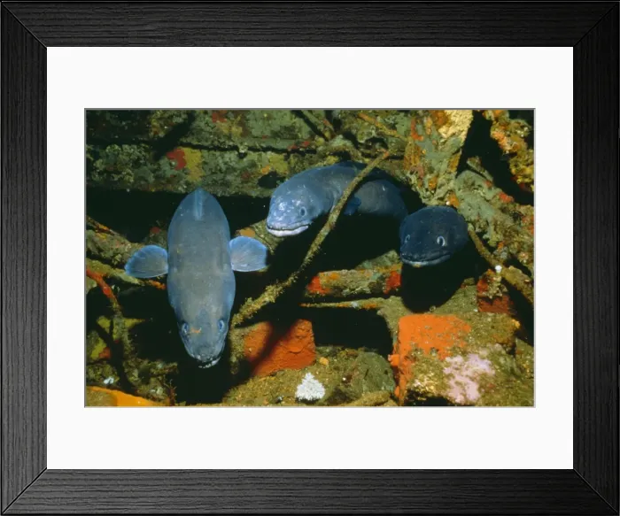 Framed Print : Conger Eel KA 234 Mediterranean sea Conger conger © Kurt Amsler / ARDEA LONDON Framed Print : Conger Eel KA 234 Mediterranean sea Conger conger © Kurt Amsler / ARDEA LONDON