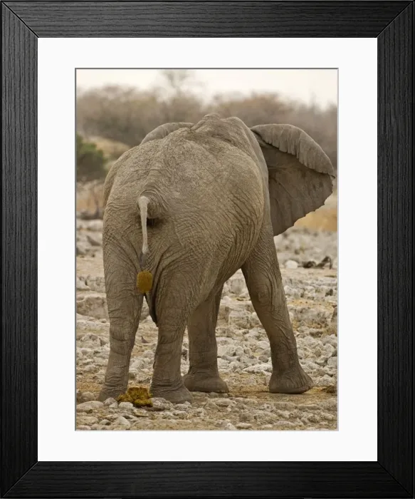 Framed Print : African Elephant - defecating - Etosha National Park - Namibia - Africa Framed Print : African Elephant - defecating - Etosha National Park - Namibia - Africa