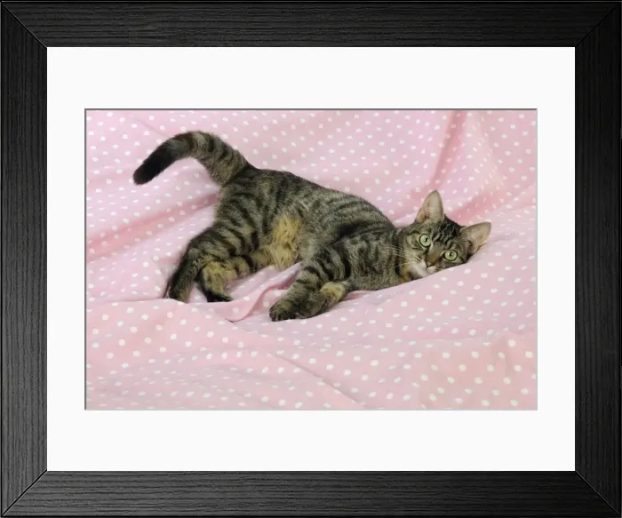 Framed Print : CAT. Tabby cat laying down Framed Print : CAT. Tabby cat laying down