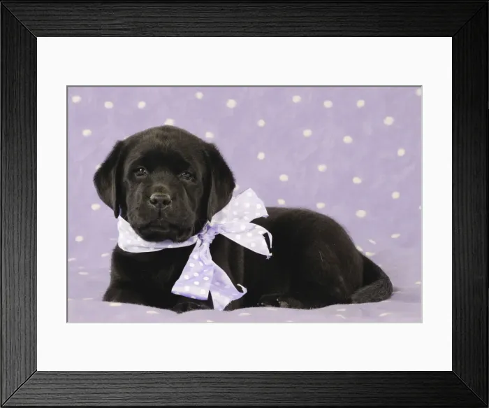 Framed Print : DOG. Black labrador puppy laying down with purple bow around its neck Framed Print : DOG. Black labrador puppy laying down with purple bow around its neck