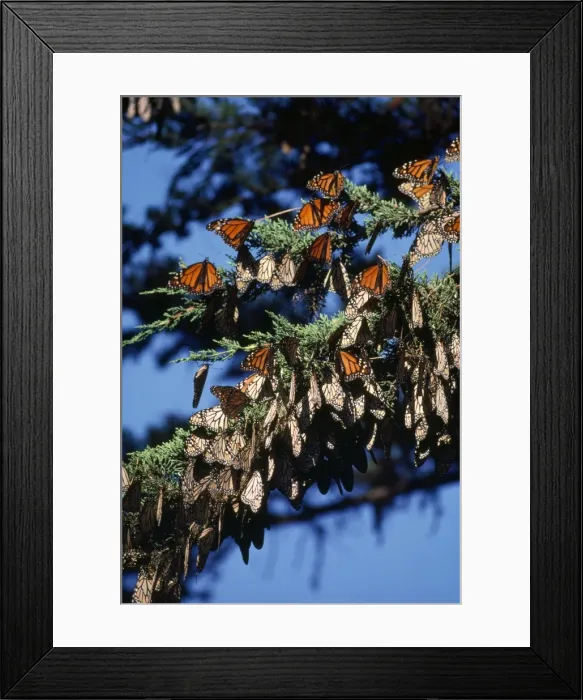 Framed Print : Monarch / Wanderer / Milkweed Butterfly - wintering Framed Print : Monarch / Wanderer / Milkweed Butterfly - wintering