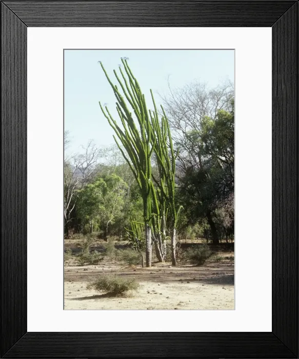 Framed Print : Madagascan Ocotillo - mature - Madagascar Framed Print : Madagascan Ocotillo - mature - Madagascar