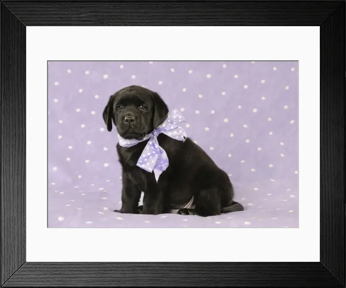 Framed Print : DOG. Black labrador puppy sitting down with purple bow around its neck Framed Print : DOG. Black labrador puppy sitting down with purple bow around its neck