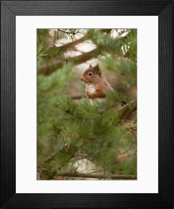Framed Print : Red Squirrel - sitting in pine tree among green pine needles - Cairngorm - Scotland Framed Print : Red Squirrel - sitting in pine tree among green pine needles - Cairngorm - Scotland
