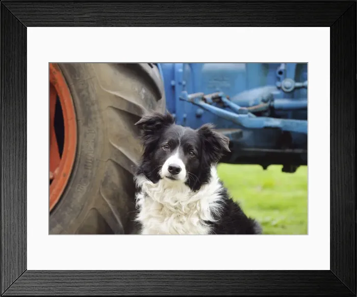 Framed Print : DOG. Border collie sitting next to tractor (head shot) Framed Print : DOG. Border collie sitting next to tractor (head shot)