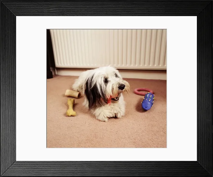 Framed Print : Dog JD 14162 Dog lying with toys. © John Daniels / ARDEA LONDON Framed Print : Dog JD 14162 Dog lying with toys. © John Daniels / ARDEA LONDON