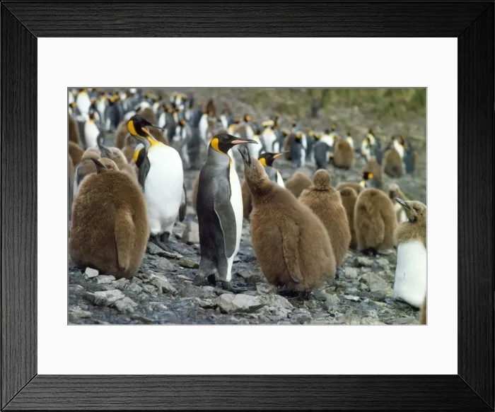 Framed Print : King Penguin - colony with chick begging for food from adult. South Georgia