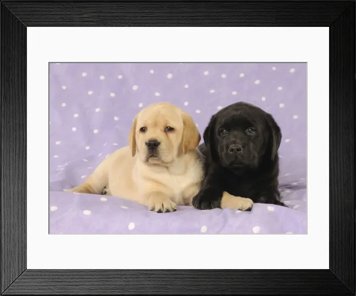 Framed Print : DOG. Yellow labrador puppy laying next to a black labrador puppy Framed Print : DOG. Yellow labrador puppy laying next to a black labrador puppy