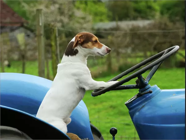 DOG. Jack russell terrier sitting on tractor