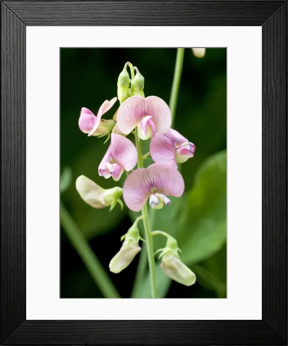 Framed Print : Everlasting Pea - Bukk National Park - Hungary Framed Print : Everlasting Pea - Bukk National Park - Hungary