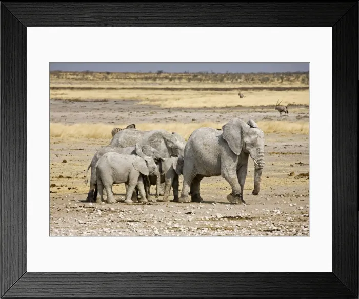 Framed Print : African Elephant - adults and young on a trampled plain - Etosha National Park - Namibia - Africa Framed Print : African Elephant - adults and young on a trampled plain - Etosha National Park - Namibia - Africa
