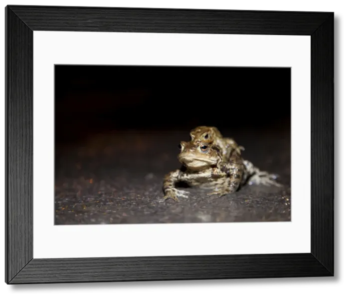 Framed Print : Common Toad - Pair in amplexus crossing a road during migration period - Wiltshire - England - UK Framed Print : Common Toad - Pair in amplexus crossing a road during migration period - Wiltshire - England - UK