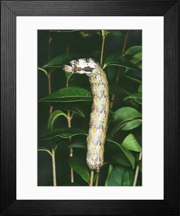 Framed Print : Death's Head Hawk Moth Larva JLMO 525 On privet (Melanic form) Acherontia atropos © John Mason / ARDEA LONDON Framed Print : Death's Head Hawk Moth Larva JLMO 525 On privet (Melanic form) Acherontia atropos © John Mason / ARDEA LONDON