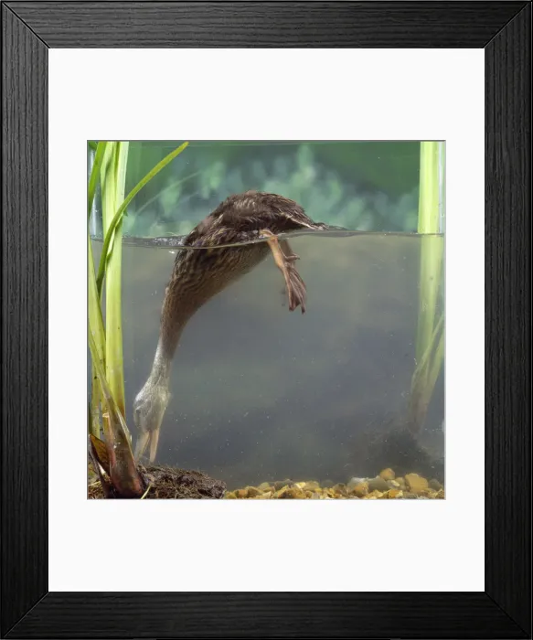 Framed Print : Mallard Duck - dabbling Framed Print : Mallard Duck - dabbling