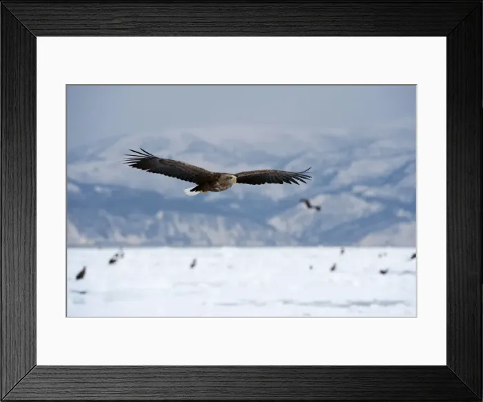 Framed Print : White-tailed Sea Eagle - in flight over frozen sea with mountains in background - Hokkaido Island - Japan Framed Print : White-tailed Sea Eagle - in flight over frozen sea with mountains in background - Hokkaido Island - Japan