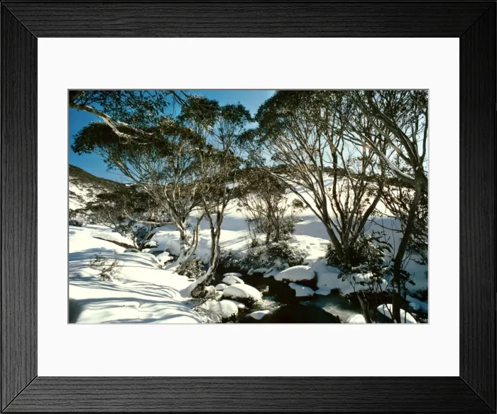 Framed Print : Snow Gums - Kosciuszko National Park, New South Wales, Australia JPF03235 Framed Print : Snow Gums - Kosciuszko National Park, New South Wales, Australia JPF03235