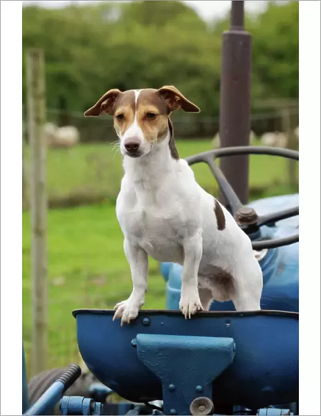 DOG. Jack russell terrier standing on tractor
