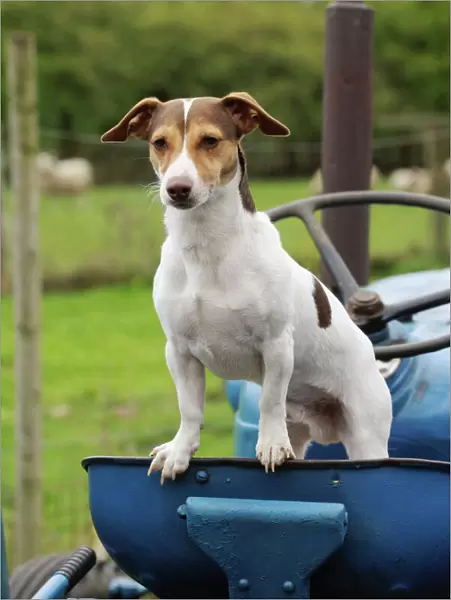 DOG. Jack russell terrier standing on tractor
