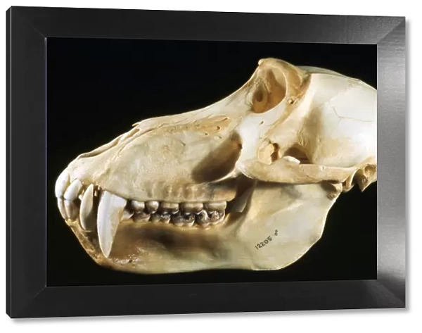 Baboon Skull - male - Eastern Central Africa