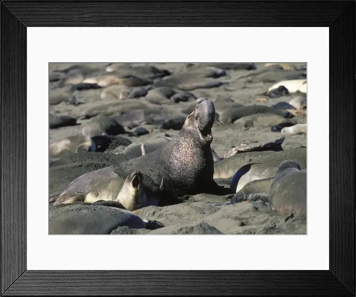 Framed Print : Northern Elephant Seal - adult male among females - California coast - North America - Pacific Ocean Framed Print : Northern Elephant Seal - adult male among females - California coast - North America - Pacific Ocean