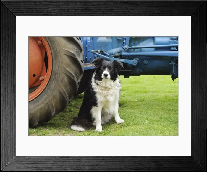 Framed Print : DOG. Border collie sitting next to tractor Framed Print : DOG. Border collie sitting next to tractor