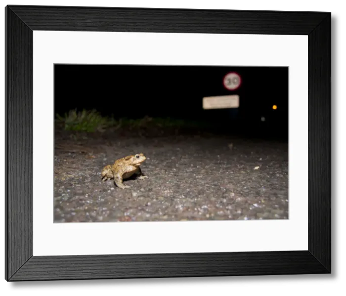 Framed Print : Common Toad - male crossing a road at migration time - Wiltshire - England - UK Framed Print : Common Toad - male crossing a road at migration time - Wiltshire - England - UK