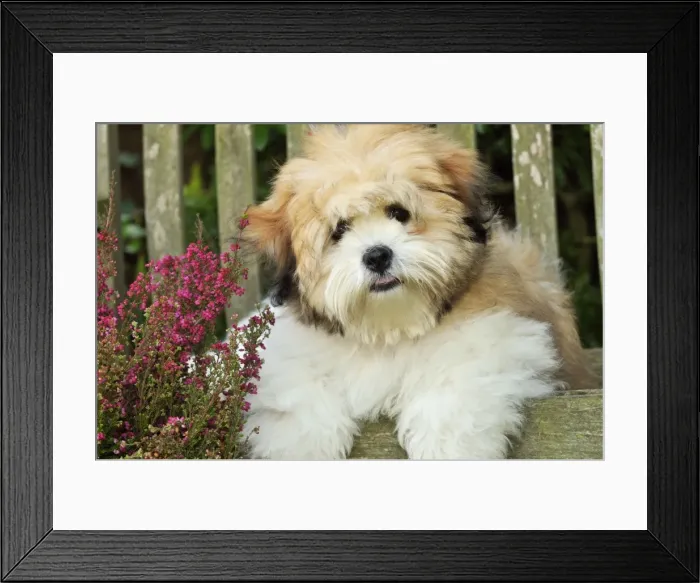 Framed Print : DOG. Teddy Bear dog Framed Print : DOG. Teddy Bear dog