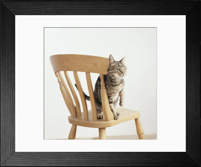 Framed Print : Cat JD 14155 Rubbing itself against chair © John Daniels / ARDEA LONDON Framed Print : Cat JD 14155 Rubbing itself against chair © John Daniels / ARDEA LONDON