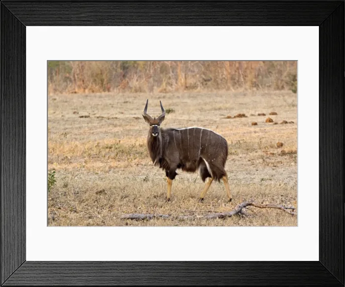 Framed Print : Nyala - male standing in area of short grass - Sabi Sands Game Reserve - South Africa Framed Print : Nyala - male standing in area of short grass - Sabi Sands Game Reserve - South Africa