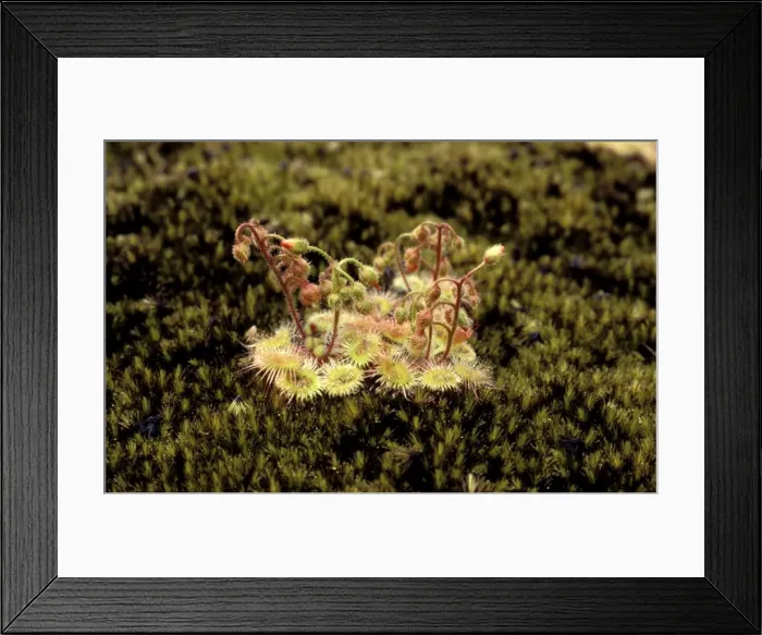 Framed Print : Pimpernel Sundew - on granite outcrop - Shannon National Park - Western Australia JPF22925 Framed Print : Pimpernel Sundew - on granite outcrop - Shannon National Park - Western Australia JPF22925