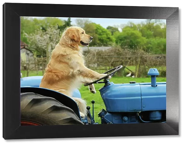 DOG. Golden retriever sitting on tractor