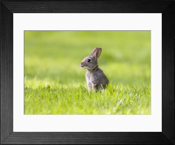 Framed Print : Rabbit - juvenile in meadow - Norfolk UK Framed Print : Rabbit - juvenile in meadow - Norfolk UK