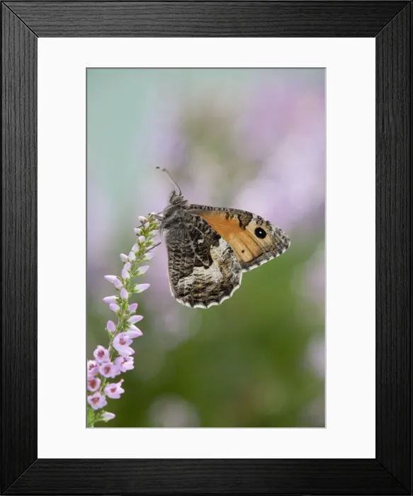 Framed Print : Grayling Butterfly - on heather - Cornwall - UK Framed Print : Grayling Butterfly - on heather - Cornwall - UK
