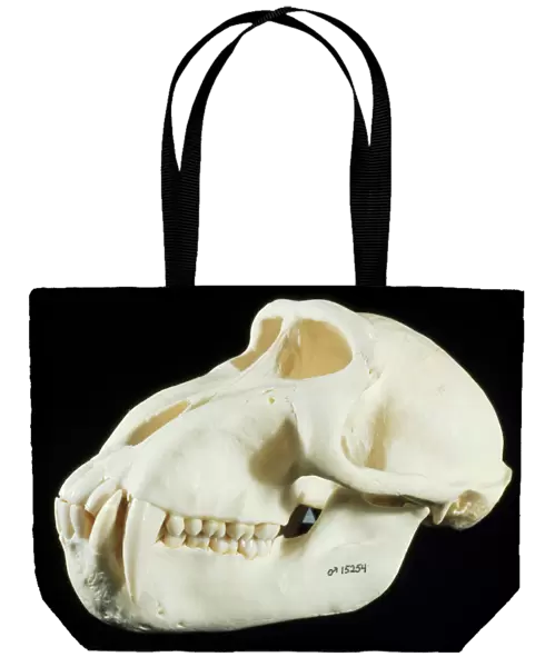 Celebes (Crested) Macaque Skull - male - tropical forests