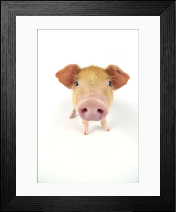 Framed Print : Pig. Oxford sandy and black piglet on white background Framed Print : Pig. Oxford sandy and black piglet on white background