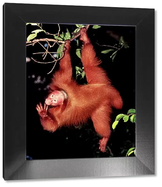 Red Uakari Monkey FG E 252 Cacajao rubicundus © Francois Gohier  /  ARDEA LONDON
