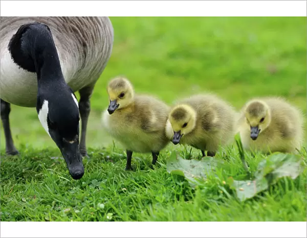 BIRD. Canadian goose with goslings