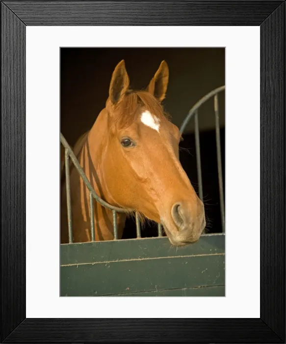 Framed Print : Chestnut Horse - looking over stable door. Training Center of Chantilly - France Framed Print : Chestnut Horse - looking over stable door. Training Center of Chantilly - France