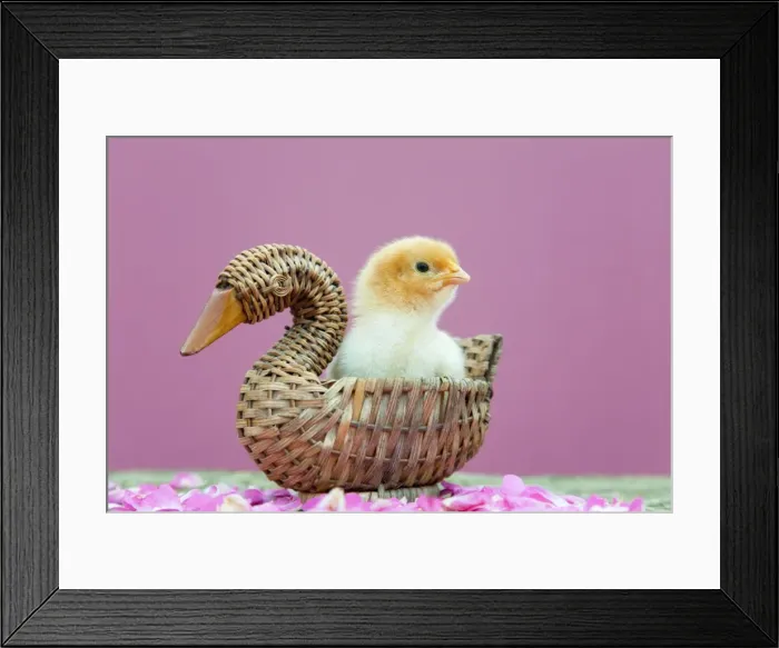 Framed Print : Chick in basket - UK Framed Print : Chick in basket - UK