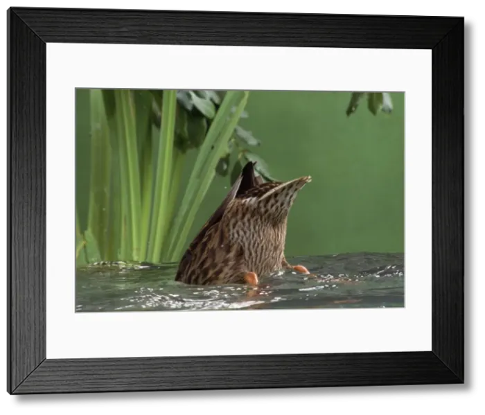 Framed Print : Mallard Duck - female dabbling Framed Print : Mallard Duck - female dabbling