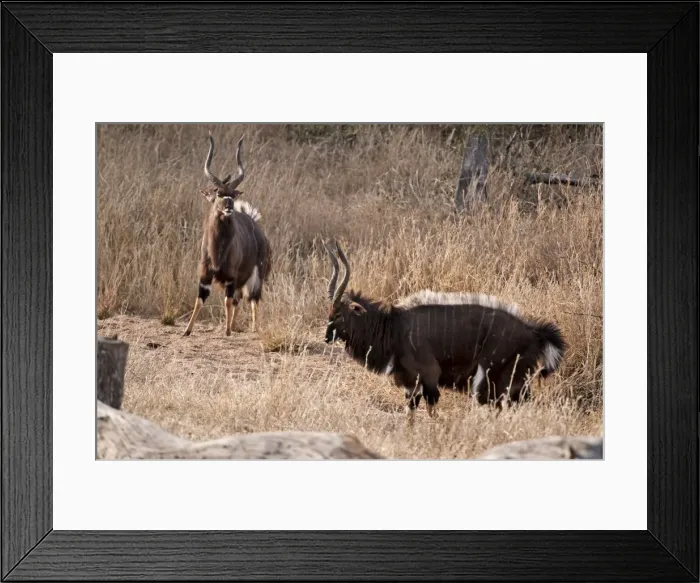 Framed Print : Nyala - two males displaying - crest on back raised - this display not often observed - Sabi Sands Game Reserve - South Africa Framed Print : Nyala - two males displaying - crest on back raised - this display not often observed - Sabi Sands Game Reserve - South Africa