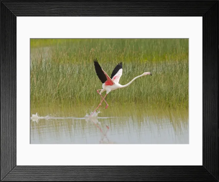 Framed Print : Greater Flamingo - single adult taking flight from lagoon - Southern Spain Framed Print : Greater Flamingo - single adult taking flight from lagoon - Southern Spain