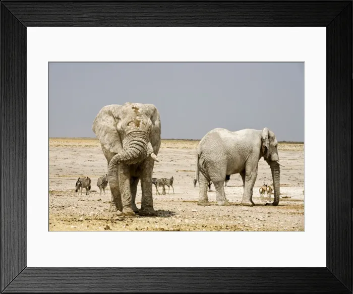 Framed Print : African Elephant - two Adults covered in dried mud - with Zebras etc in background - Etosha National Park - Namibia - Africa Framed Print : African Elephant - two Adults covered in dried mud - with Zebras etc in background - Etosha National Park - Namibia - Africa