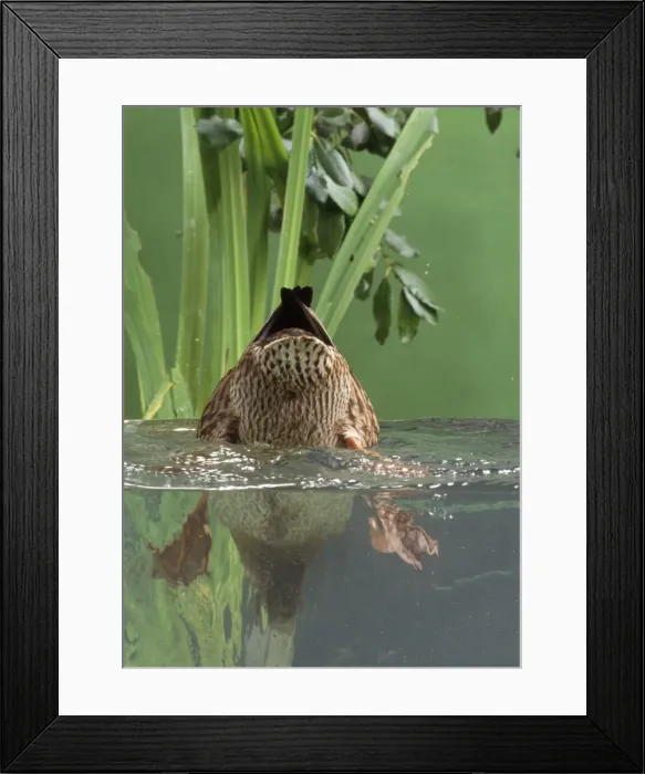 Framed Print : Mallard Duck - female dabbling Framed Print : Mallard Duck - female dabbling